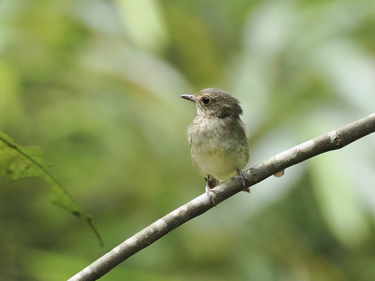 Narcissus Flycatcher - ML625312596