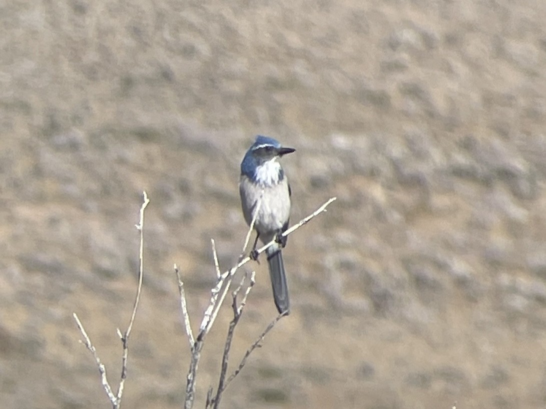 Woodhouse's Scrub-Jay - ML625312708