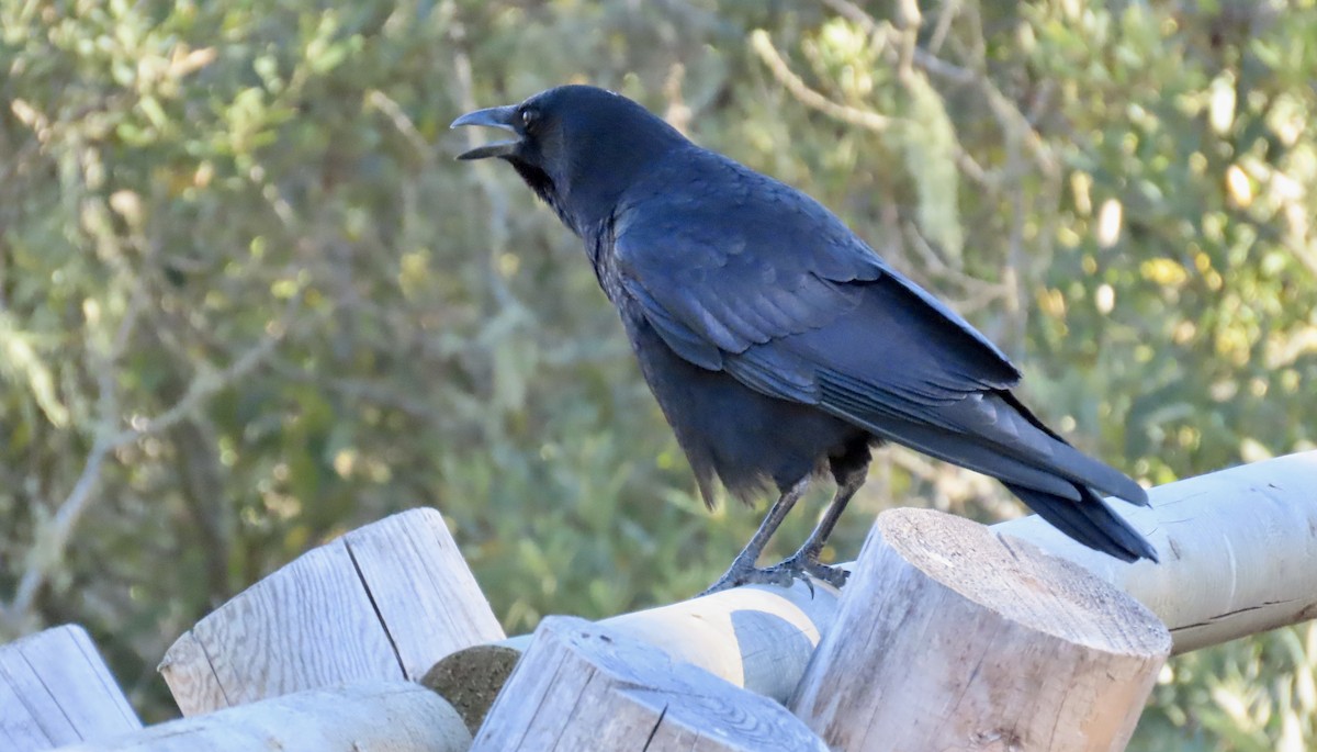 American Crow - ML625312788