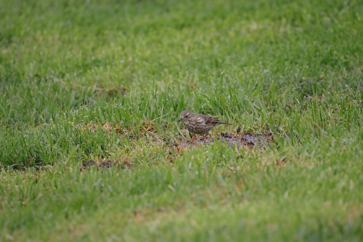 American Pipit - ML625312844