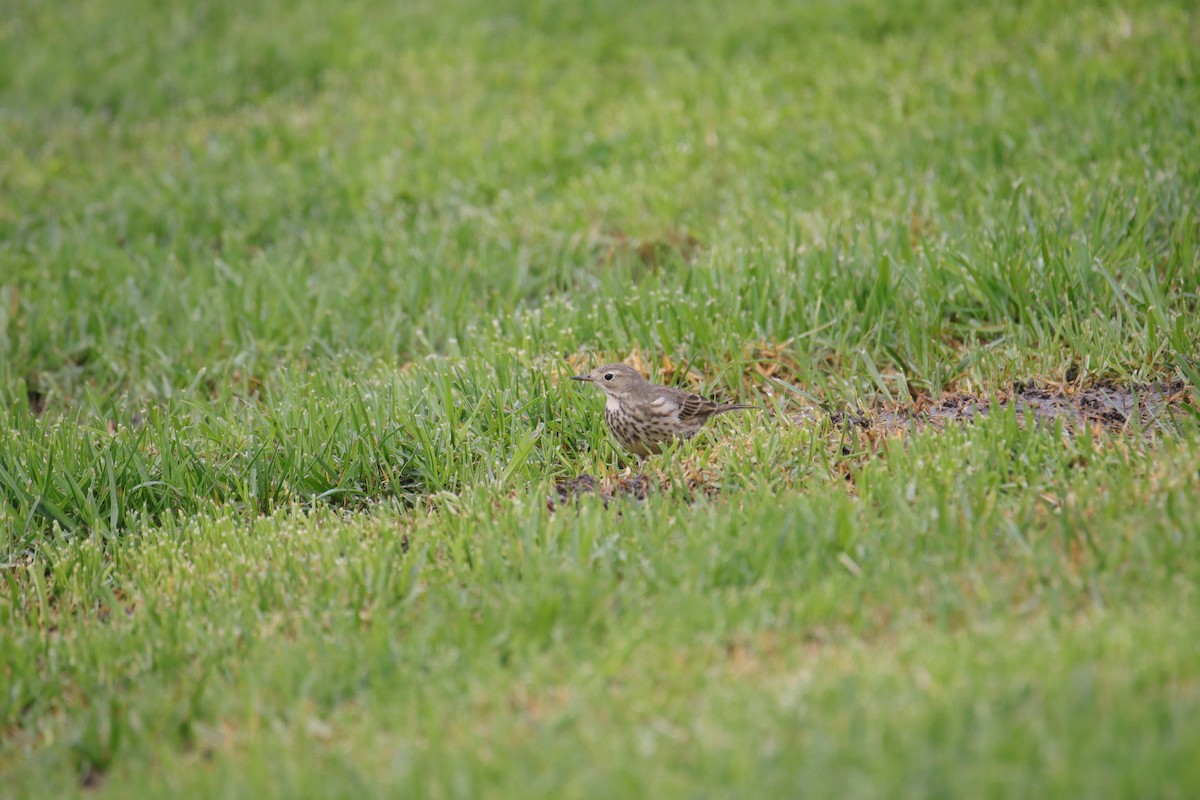 American Pipit - ML625312845