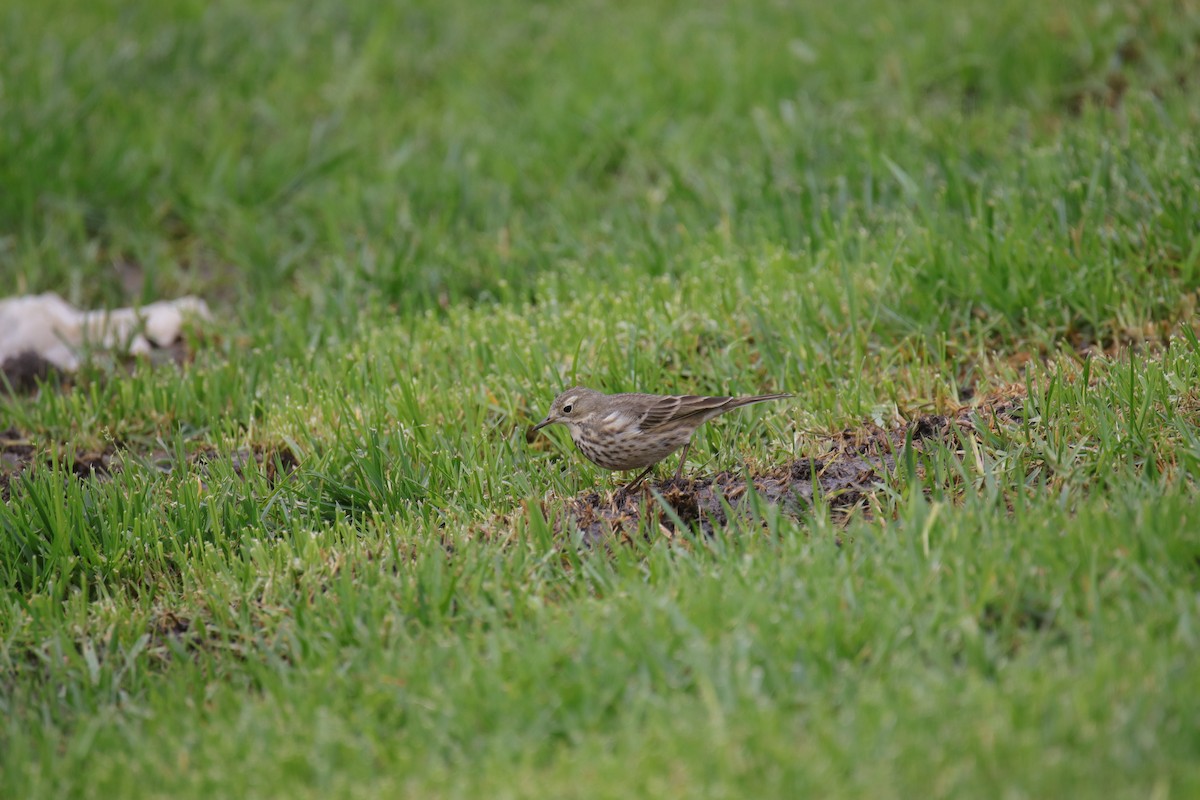 American Pipit - ML625312846