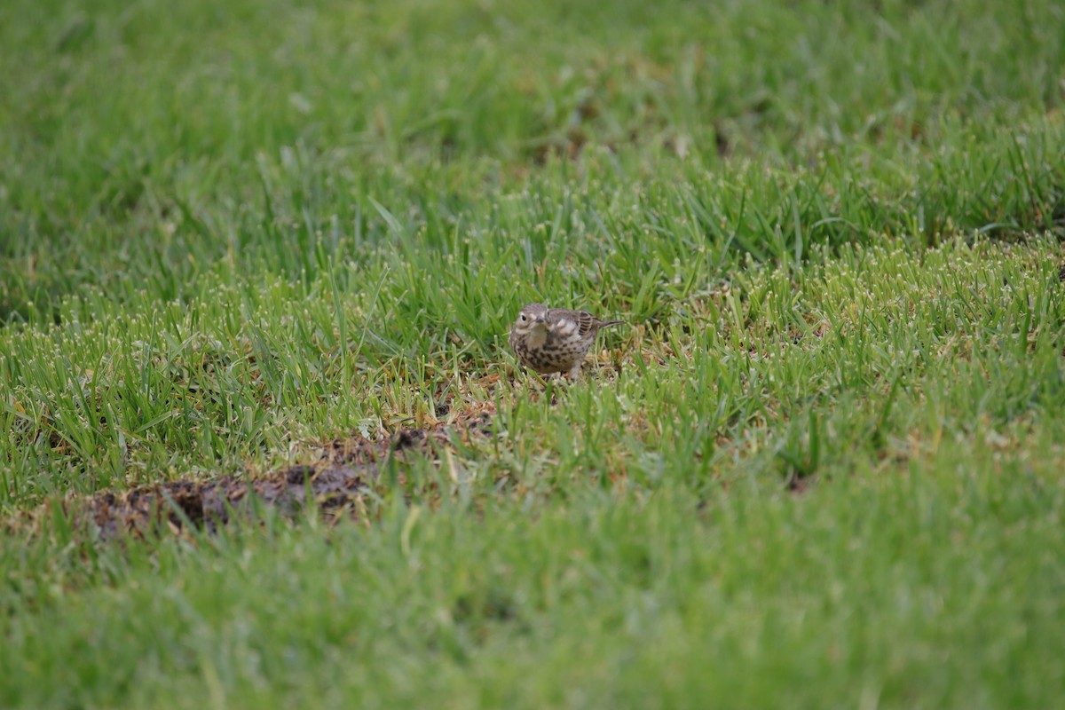 American Pipit - ML625312847