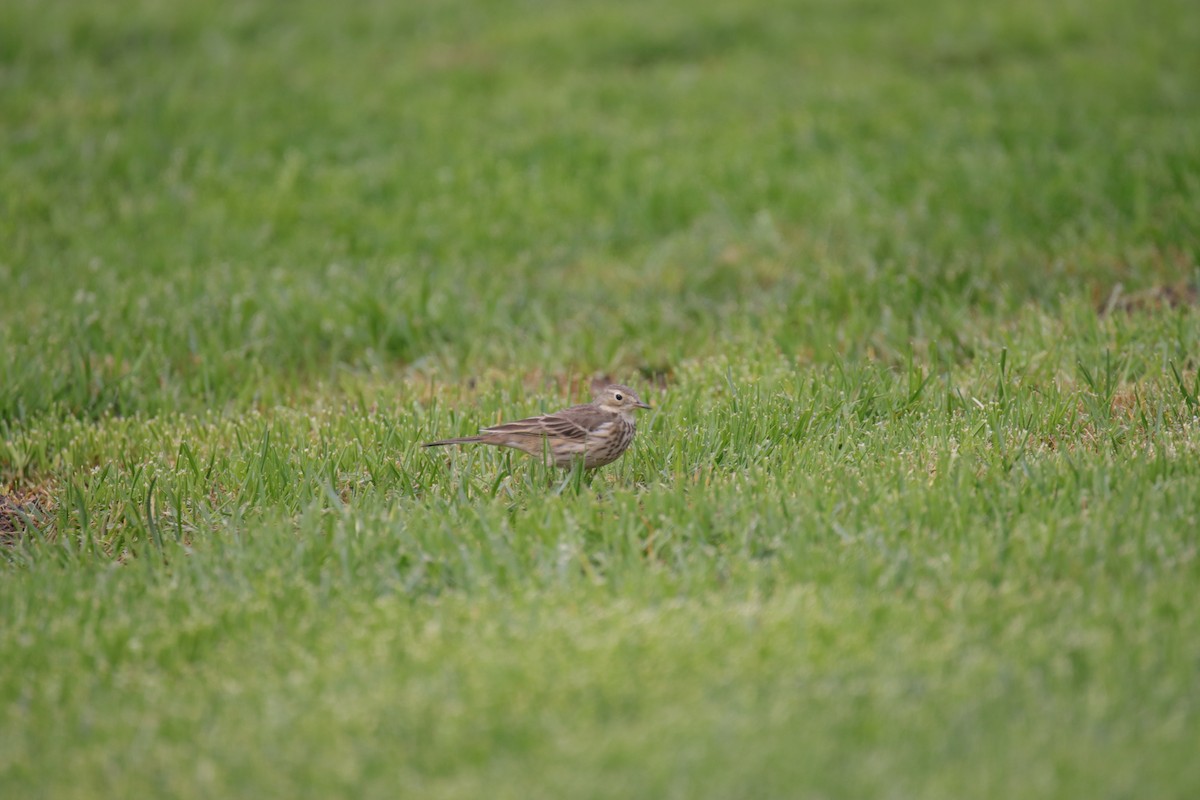 American Pipit - ML625312851