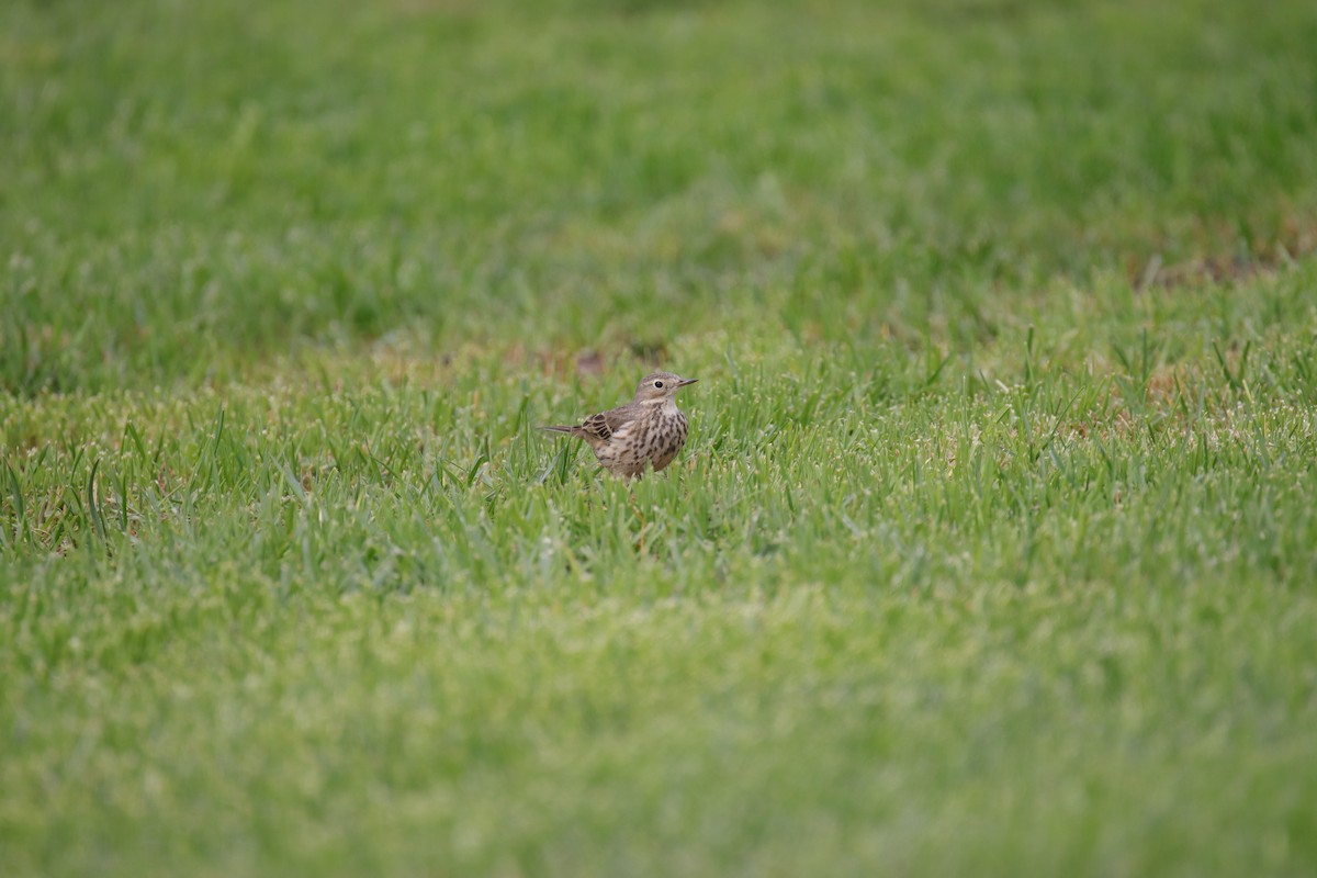 American Pipit - ML625312852