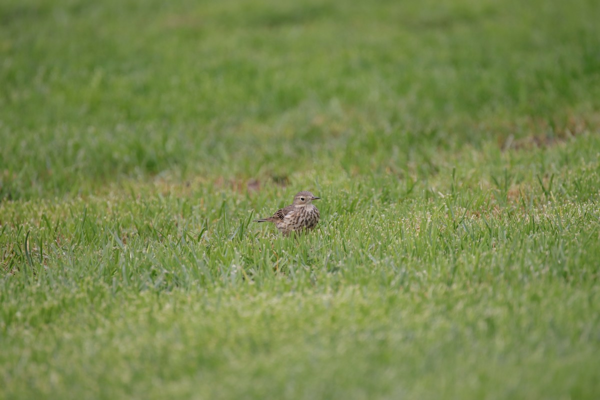 American Pipit - ML625312853