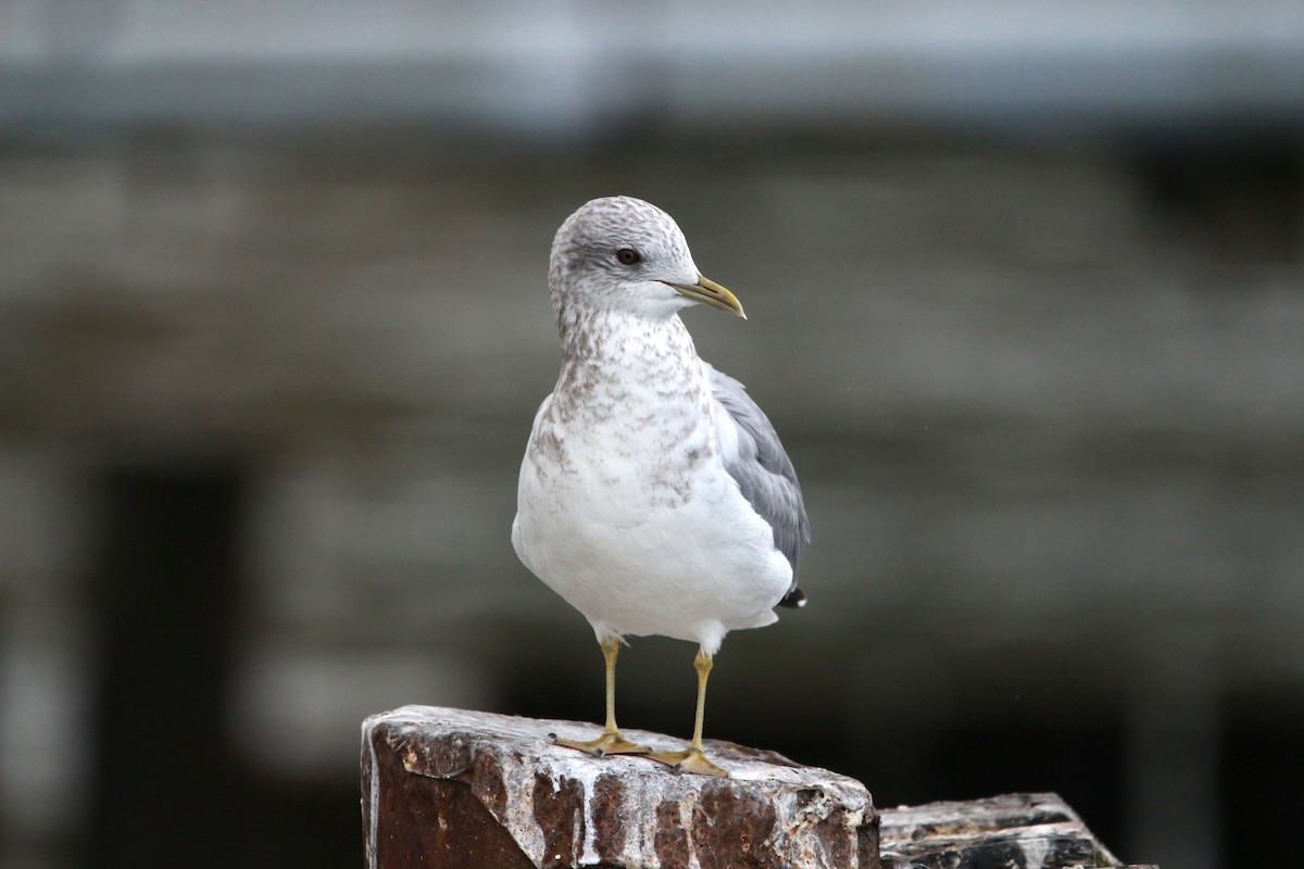 Short-billed Gull - Jesse Pline, CWR