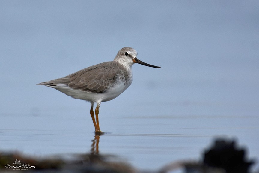 Terek Sandpiper - ML625312965