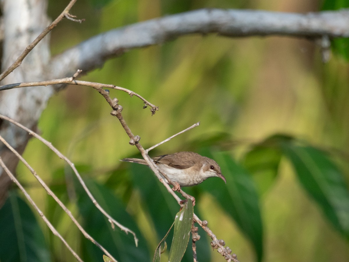 Brown-backed Honeyeater - ML625312999