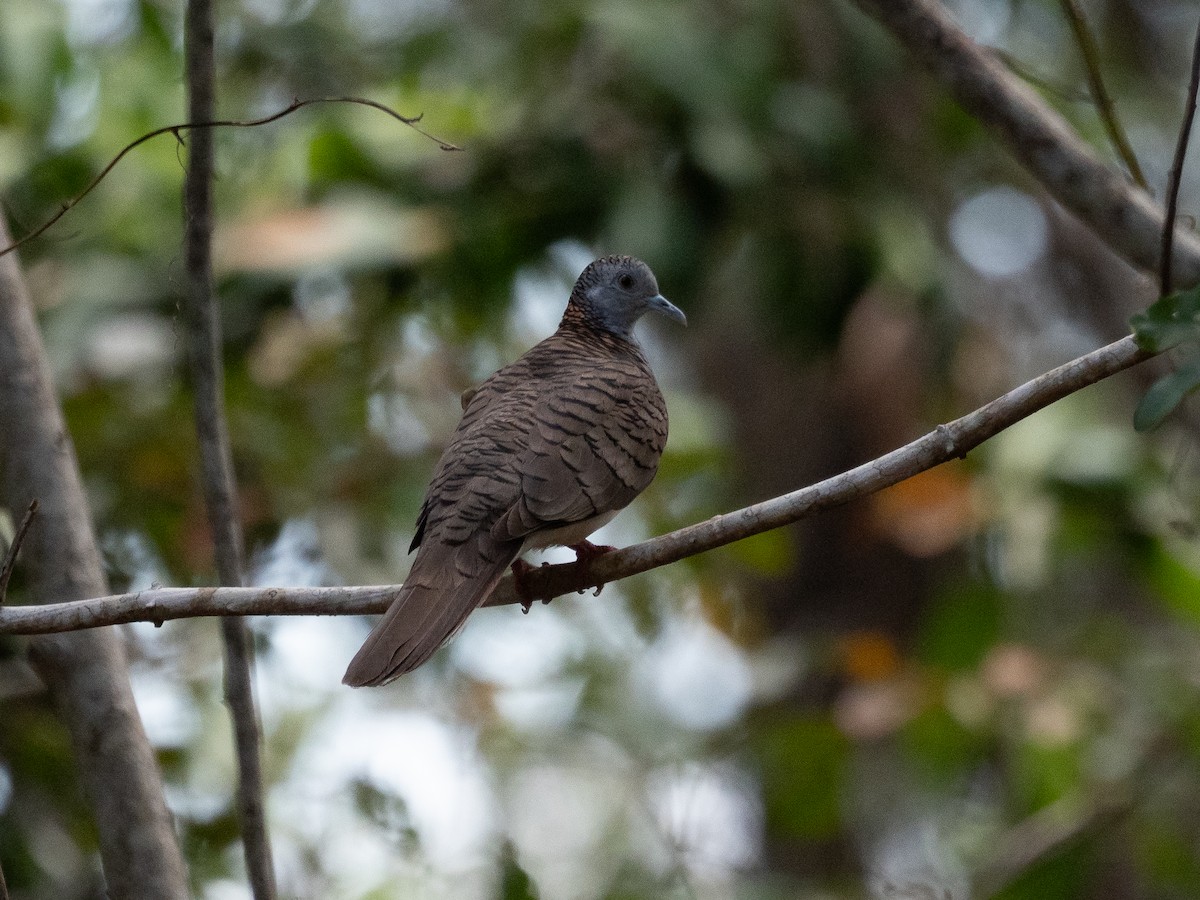 Bar-shouldered Dove - ML625313058