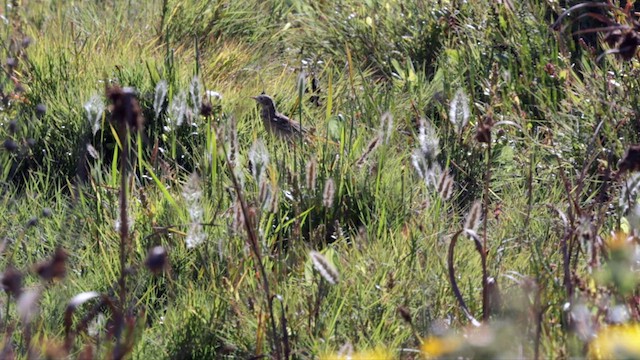 Pipit de Sprague - ML625313084