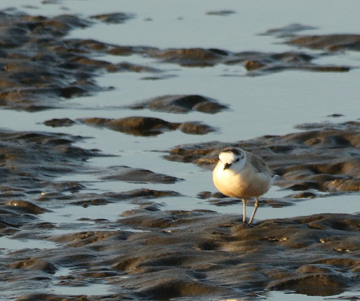 White-fronted Plover - ML625313333