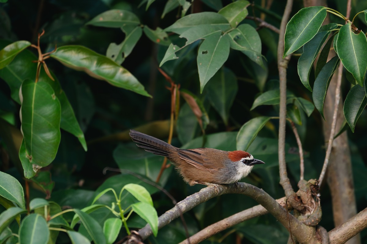 Chestnut-capped Babbler - ML625313341