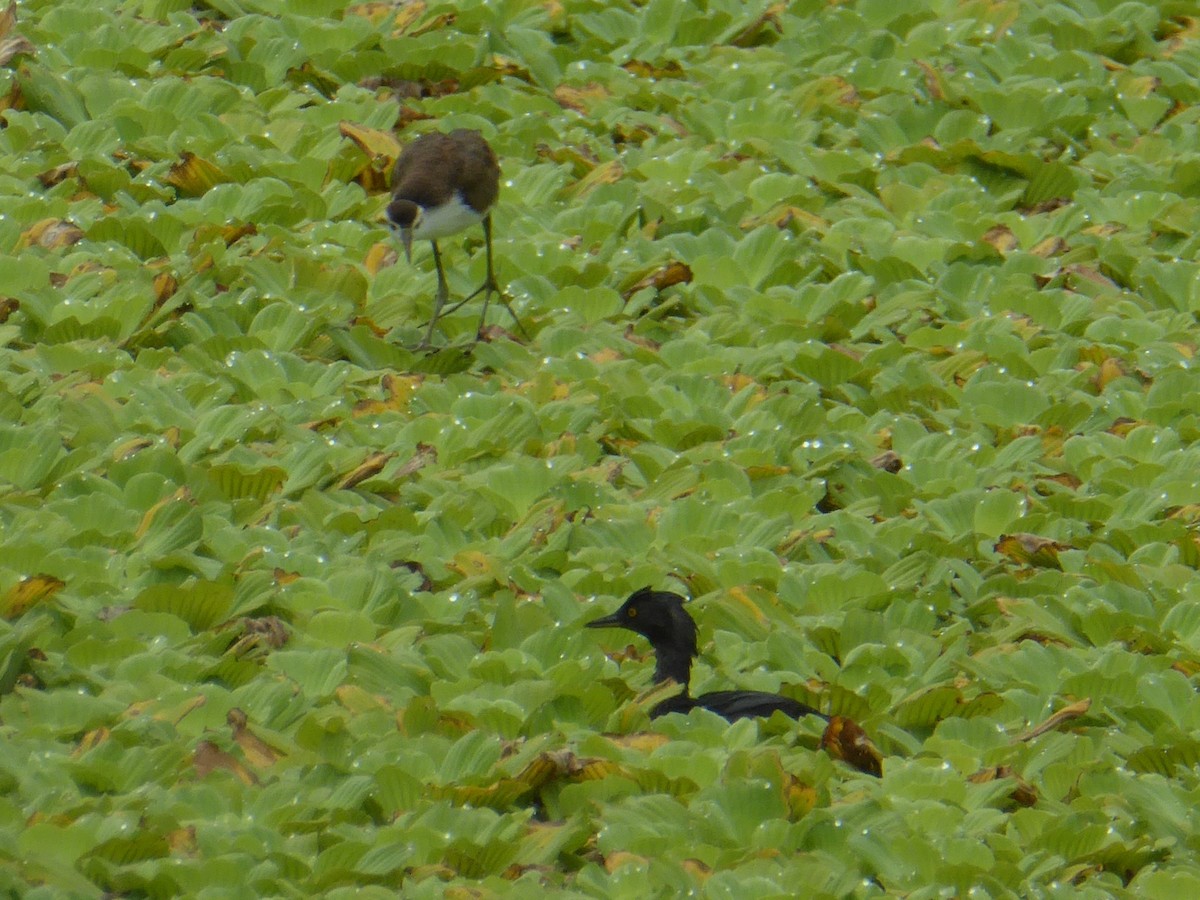 Least Grebe - ML625313413