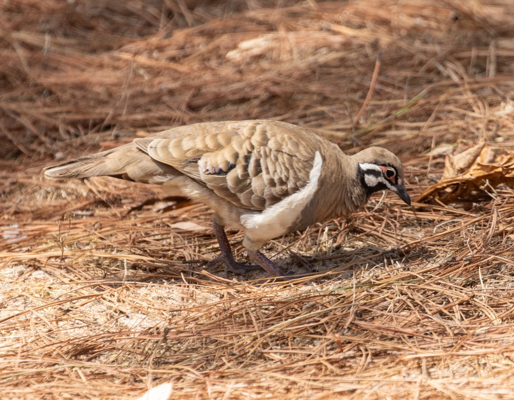 Squatter Pigeon - Lindy Fung