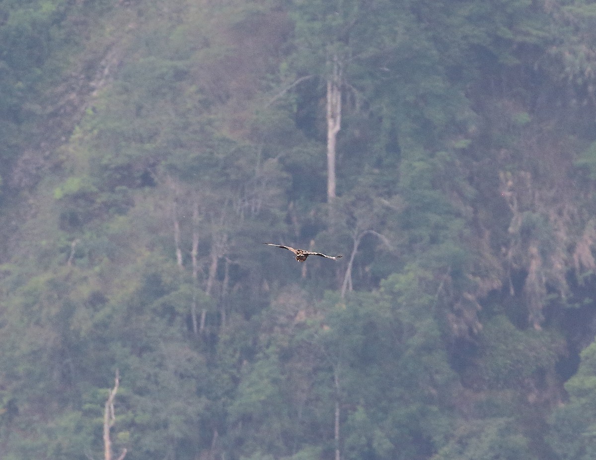 Mountain Serpent-Eagle - ML625313552