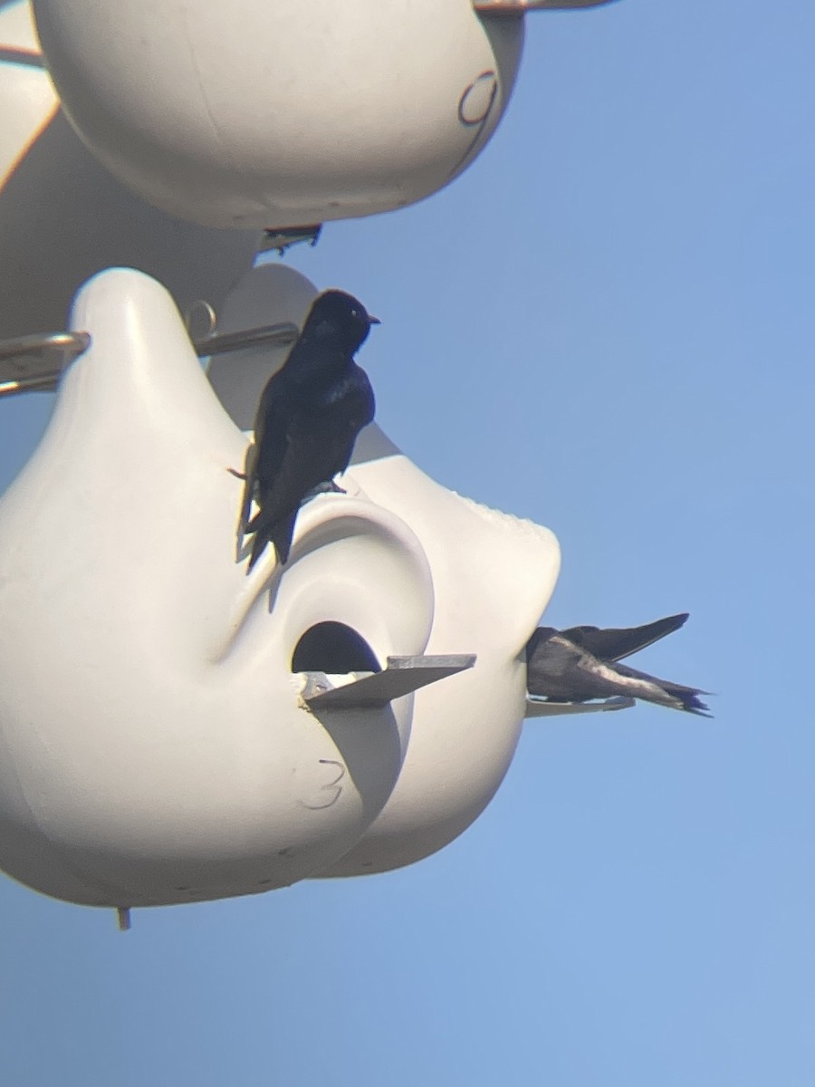 Purple Martin - ML625313586