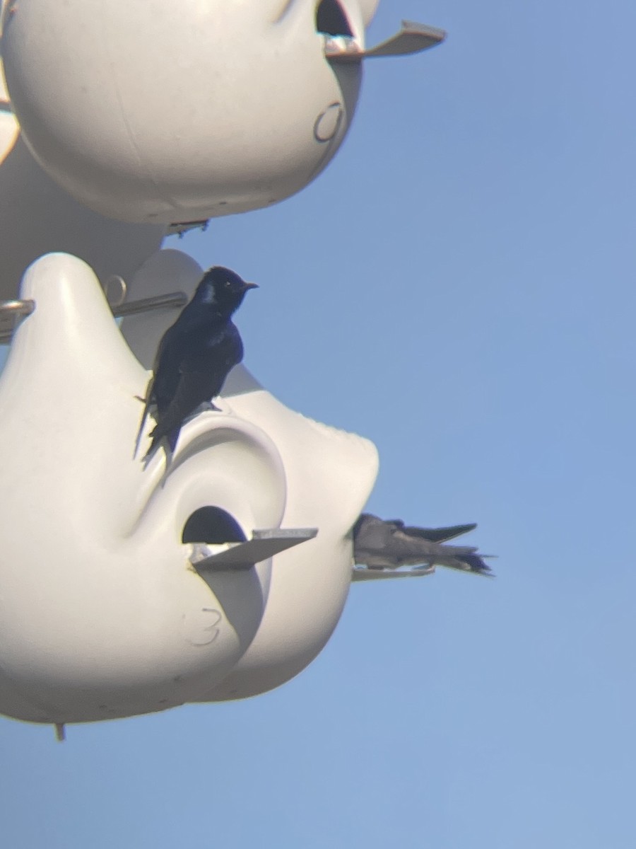 Purple Martin - ML625313587