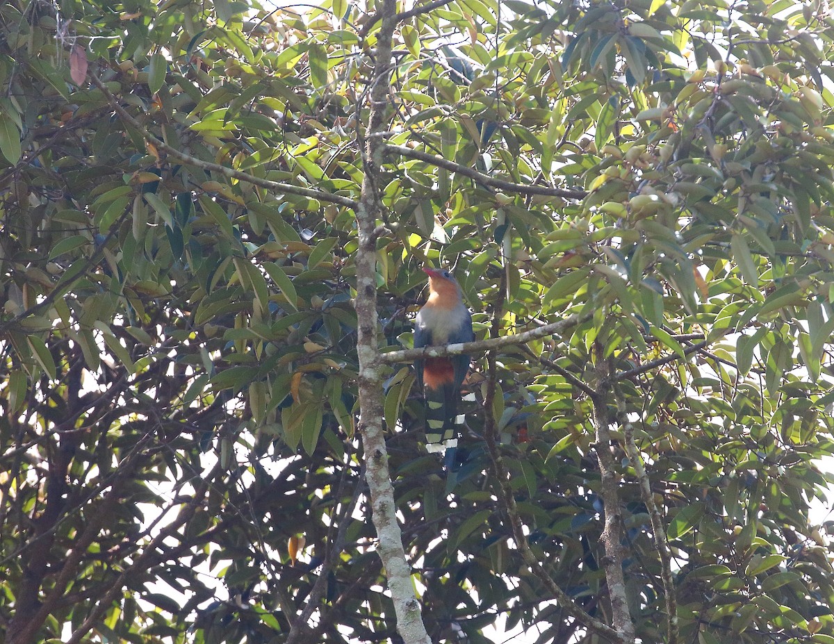 Red-billed Malkoha - ML625313692