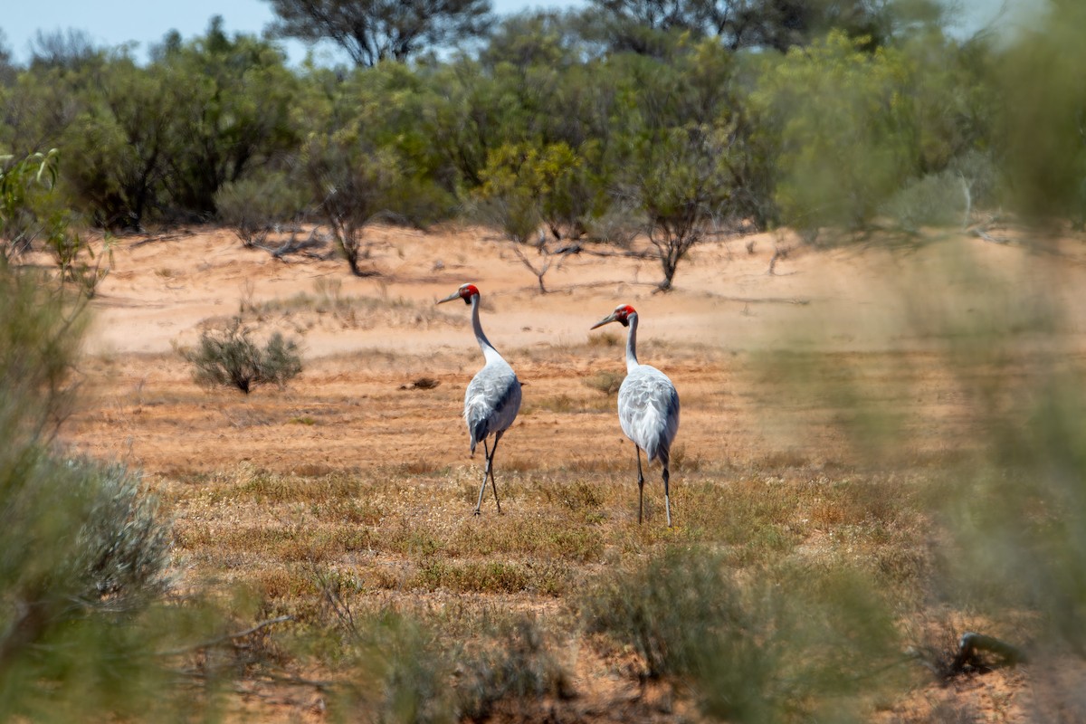 jeřáb australský - ML625313707