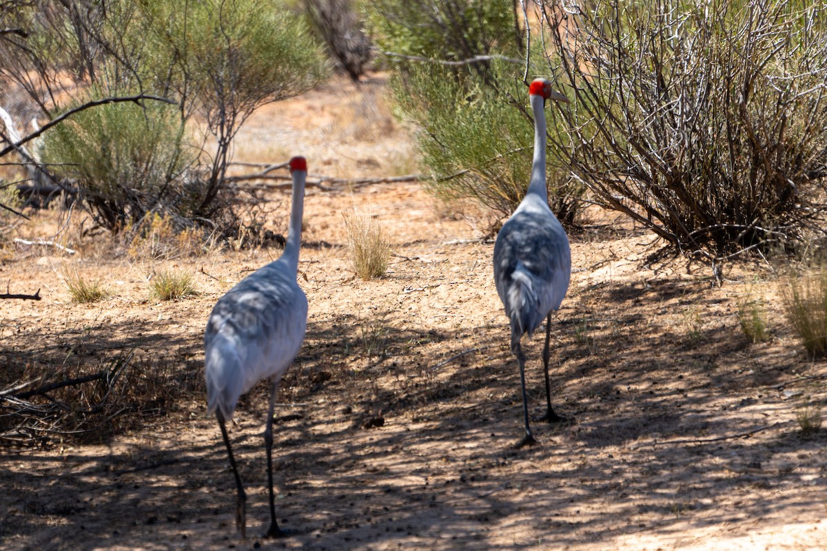 Brolga - ML625313786