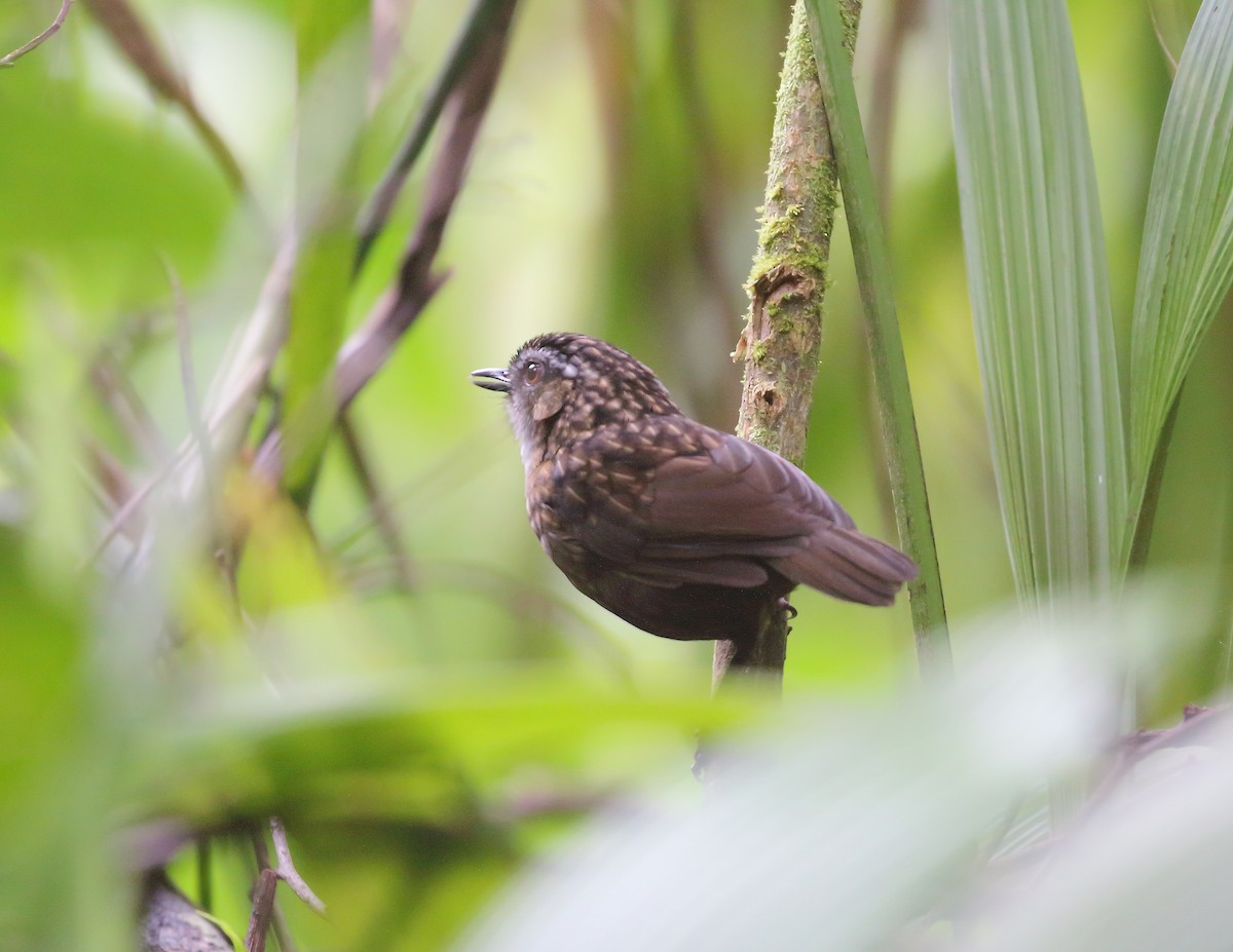 Mountain Wren-Babbler - Keith Valentine