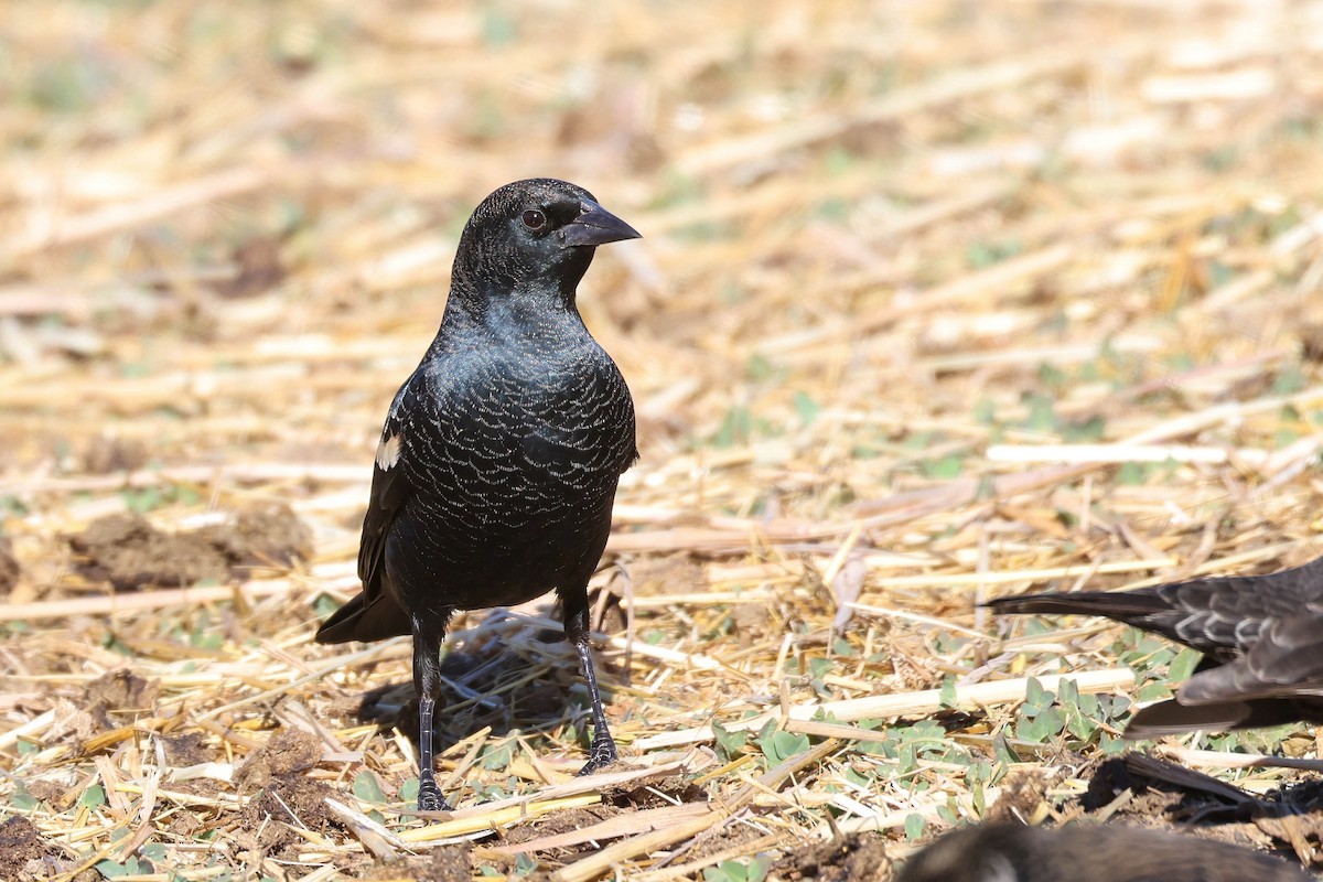 Tricolored Blackbird - ML625313842