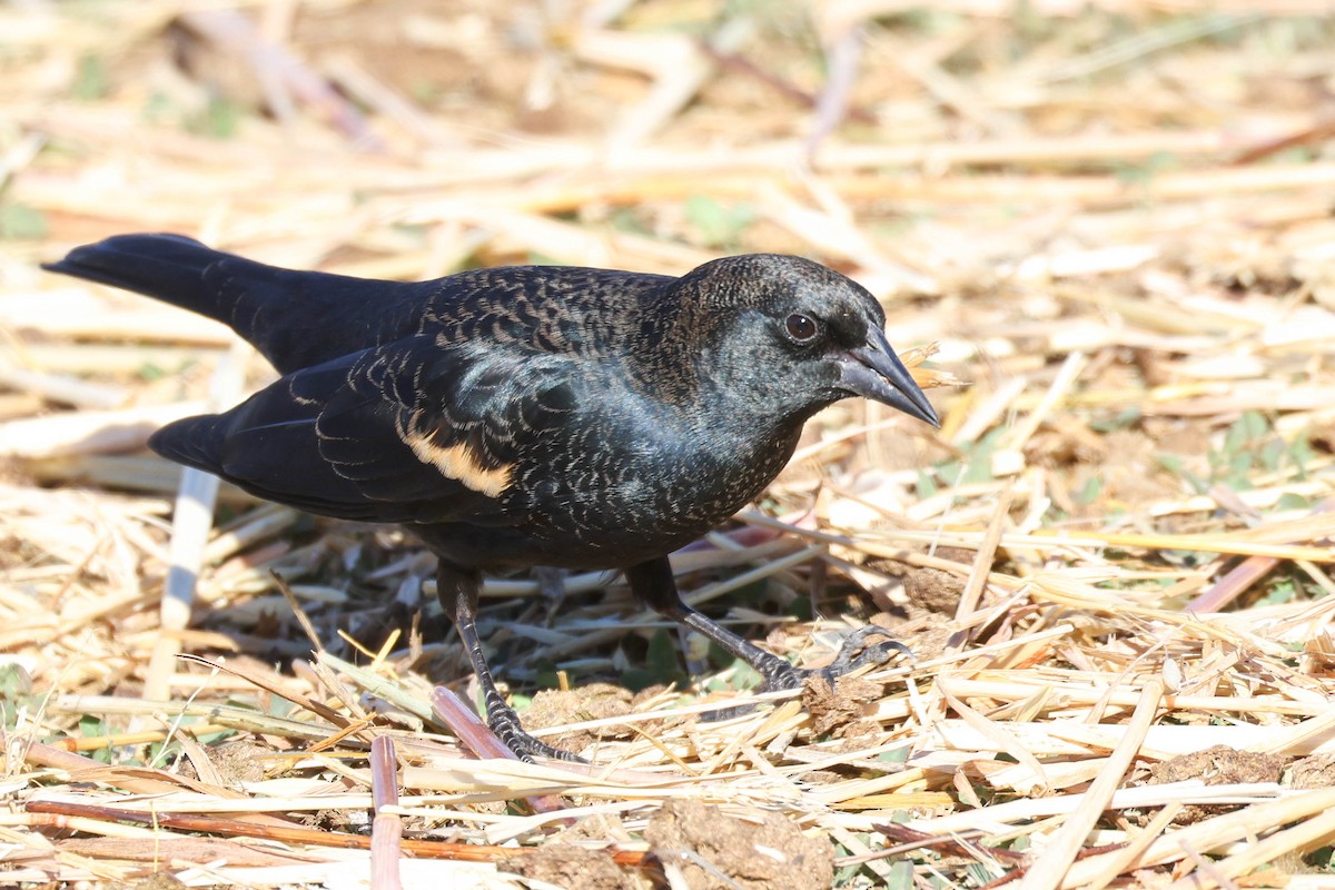 Tricolored Blackbird - ML625313845