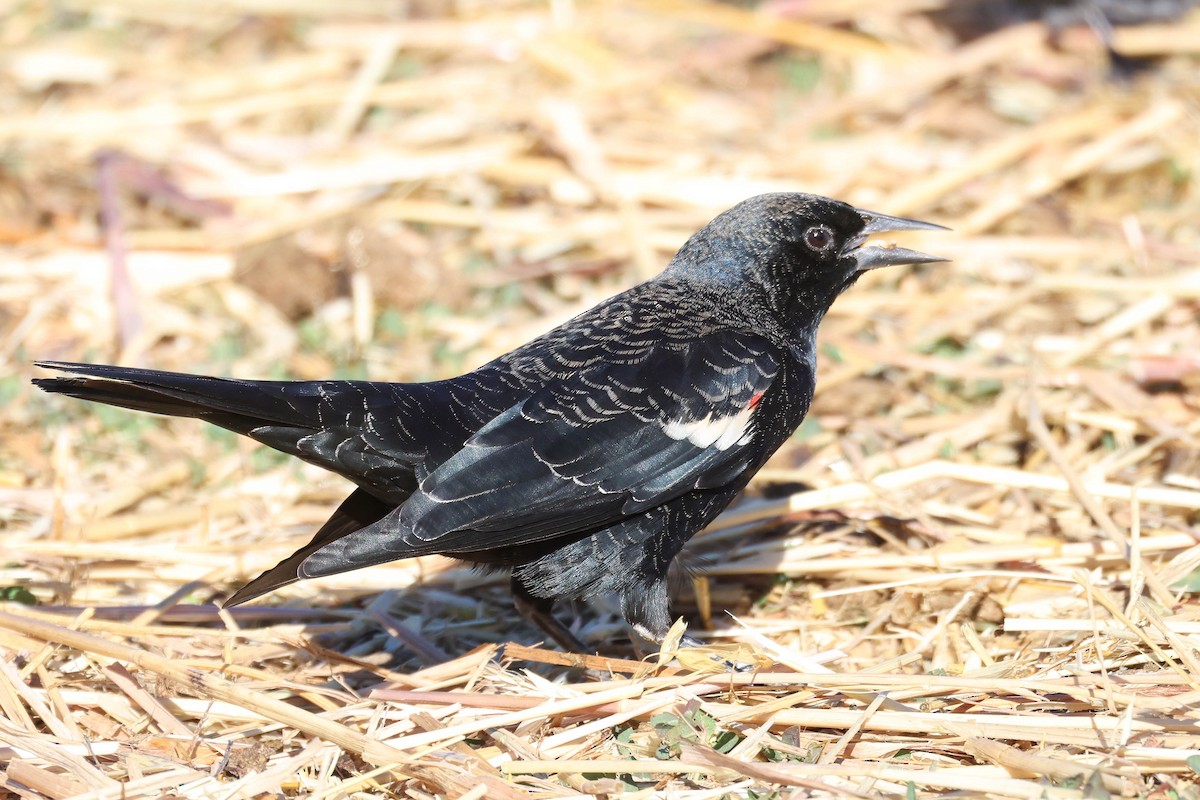 Tricolored Blackbird - ML625313846