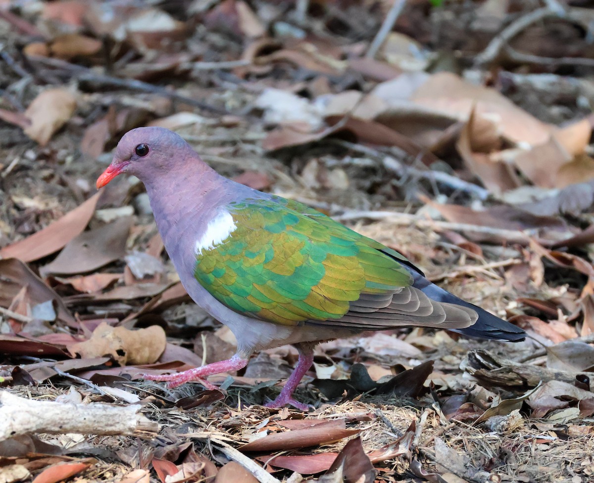 Palomita Esmeralda Cabeciparda - ML625313858