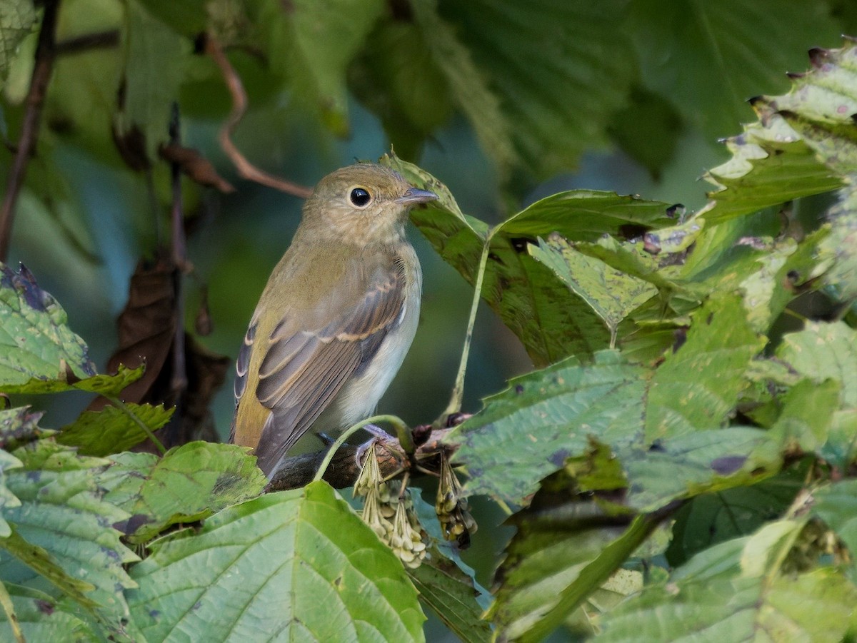 Narcissus Flycatcher - ML625313939