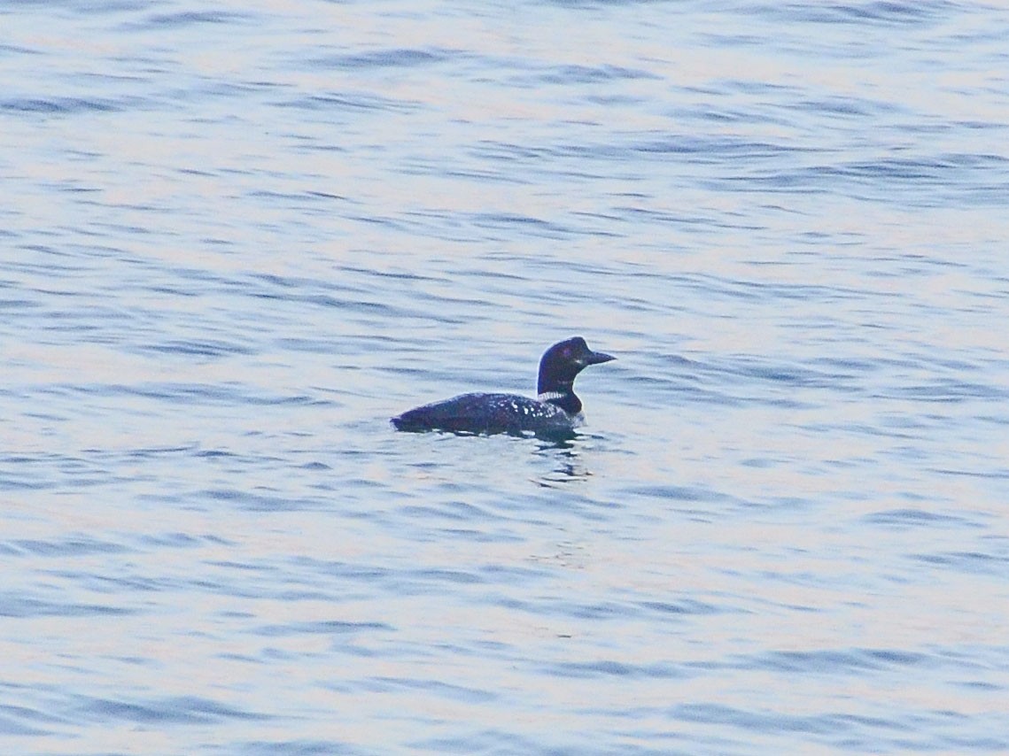 Common Loon - ML625313940