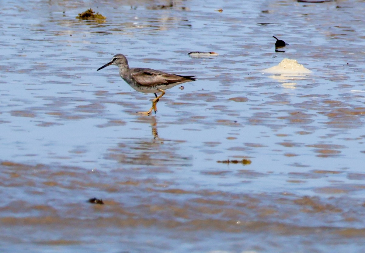 Gray-tailed Tattler - ML625314113