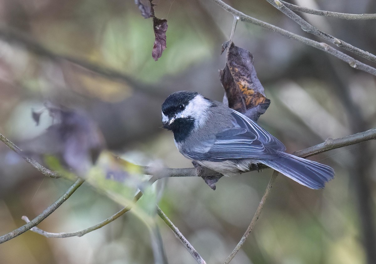 Black-capped Chickadee - ML625314136