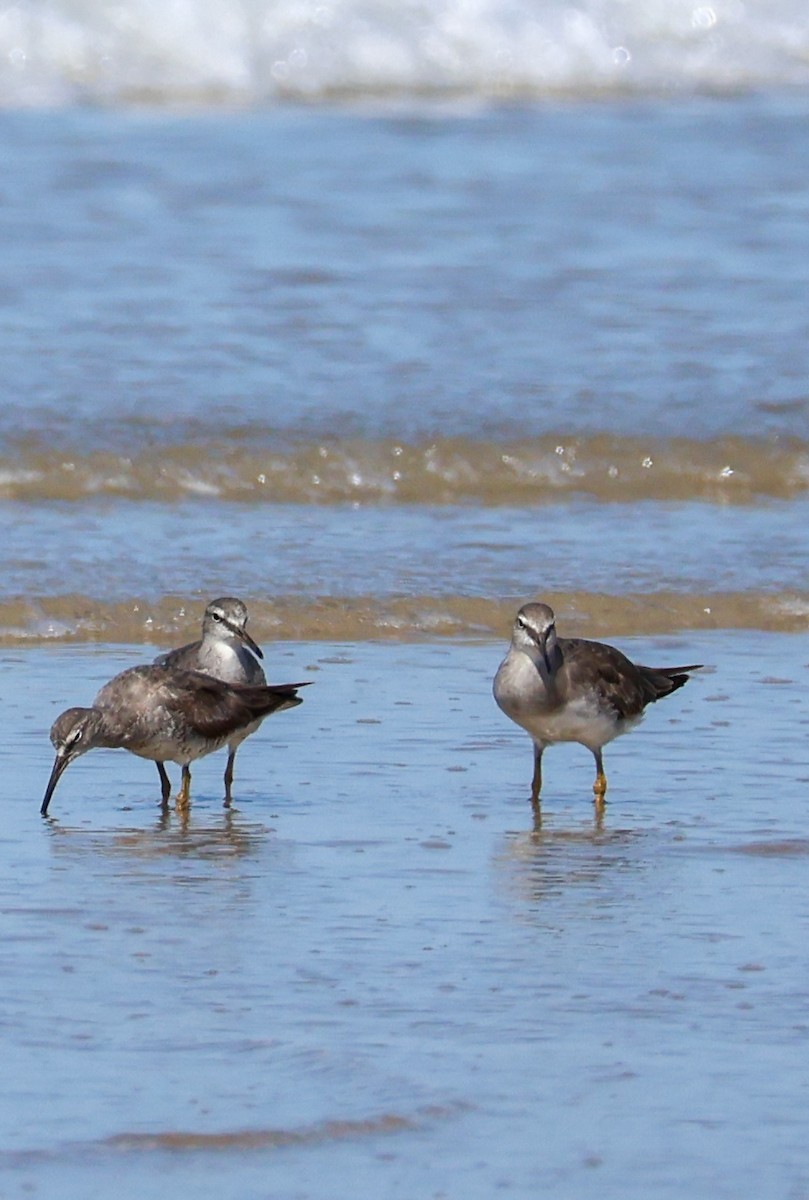 Gray-tailed Tattler - ML625314164