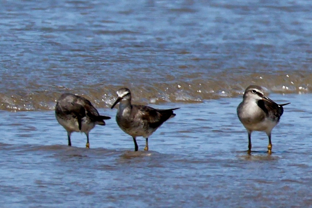 Gray-tailed Tattler - ML625314165