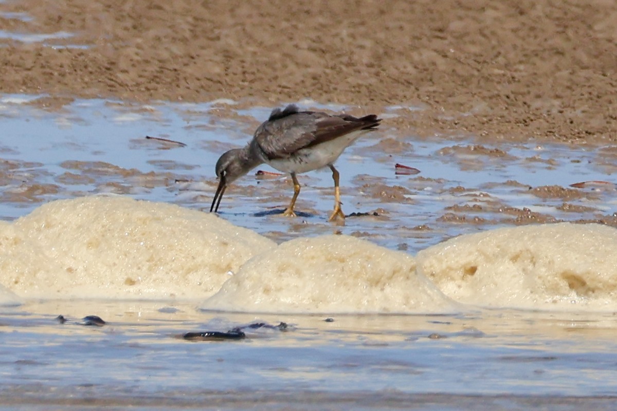 Gray-tailed Tattler - ML625314166