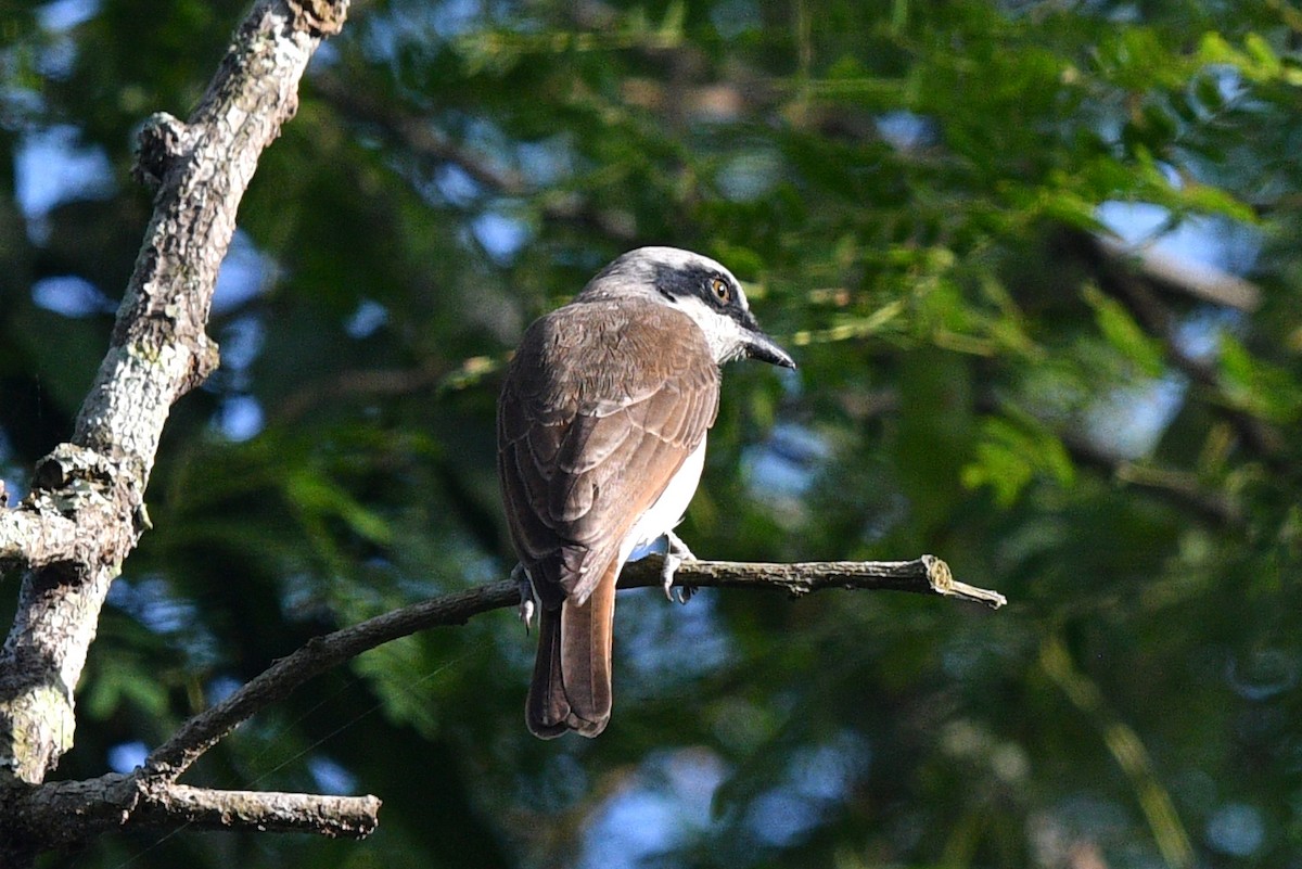 Large Woodshrike - ML625314217