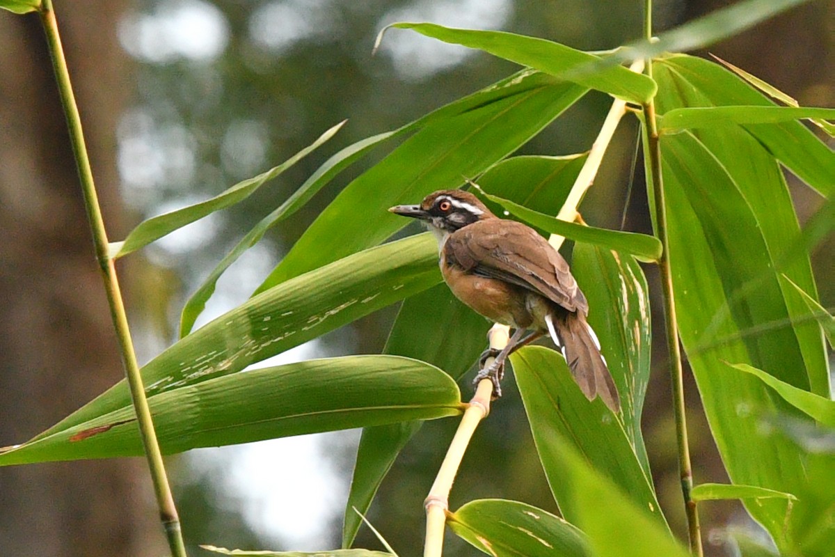 Lesser Necklaced Laughingthrush - ML625314225