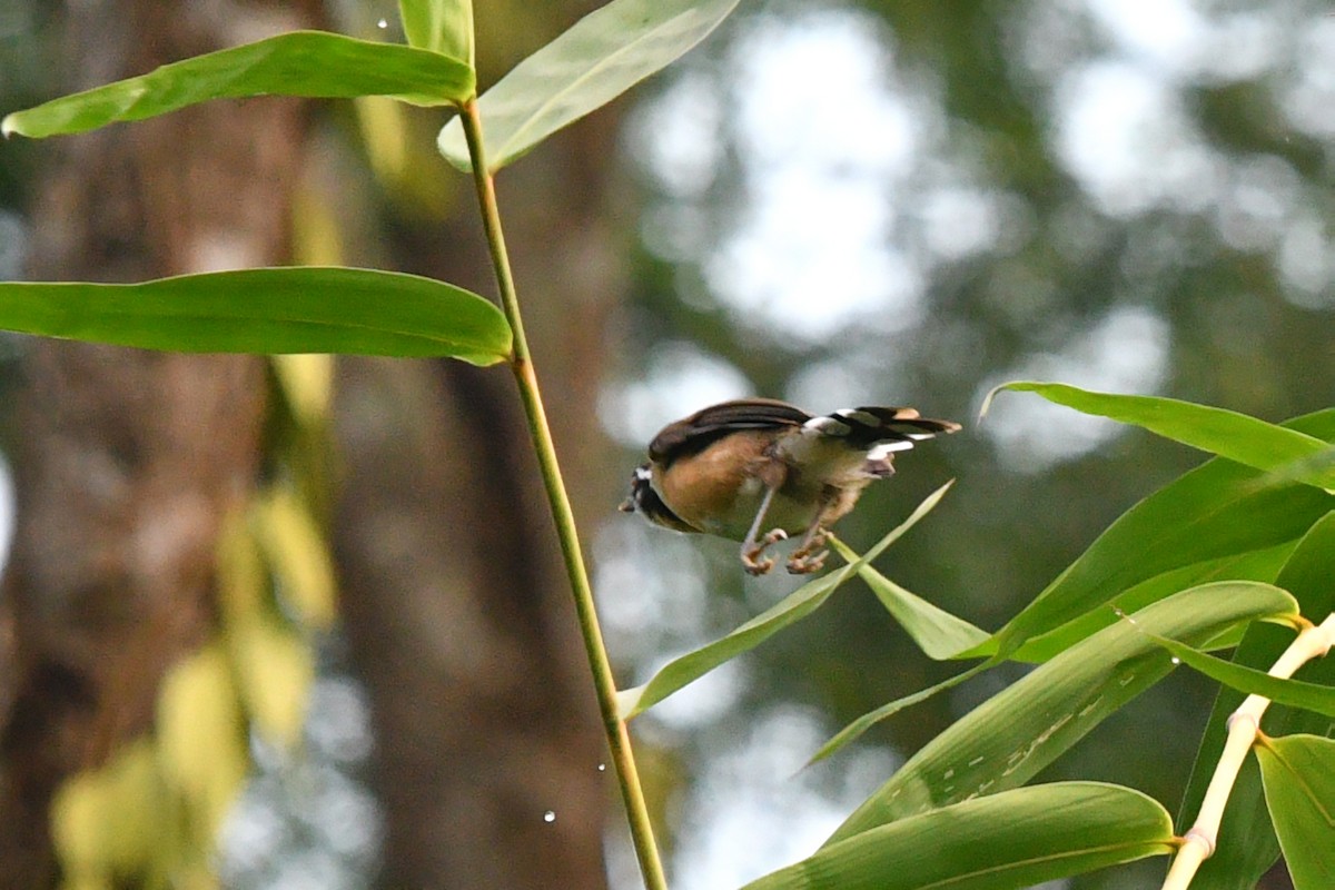 Lesser Necklaced Laughingthrush - ML625314226