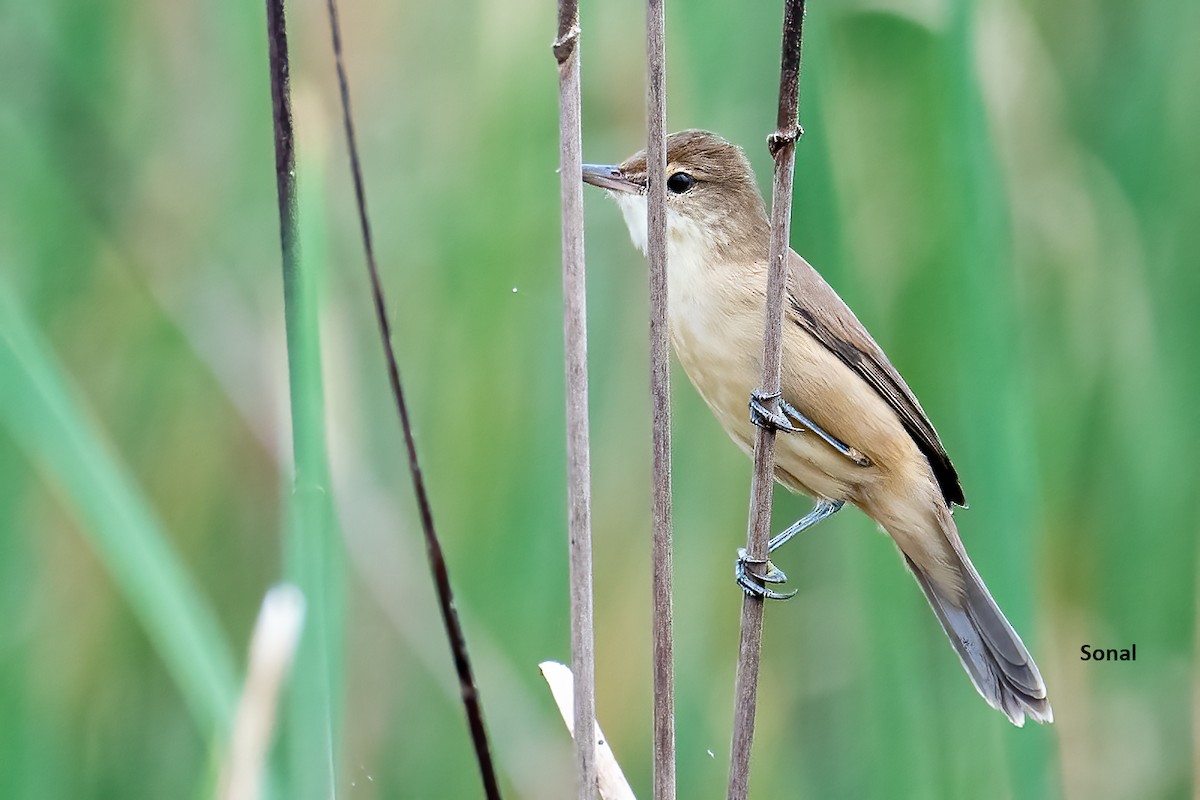 Clamorous Reed Warbler - ML625314237