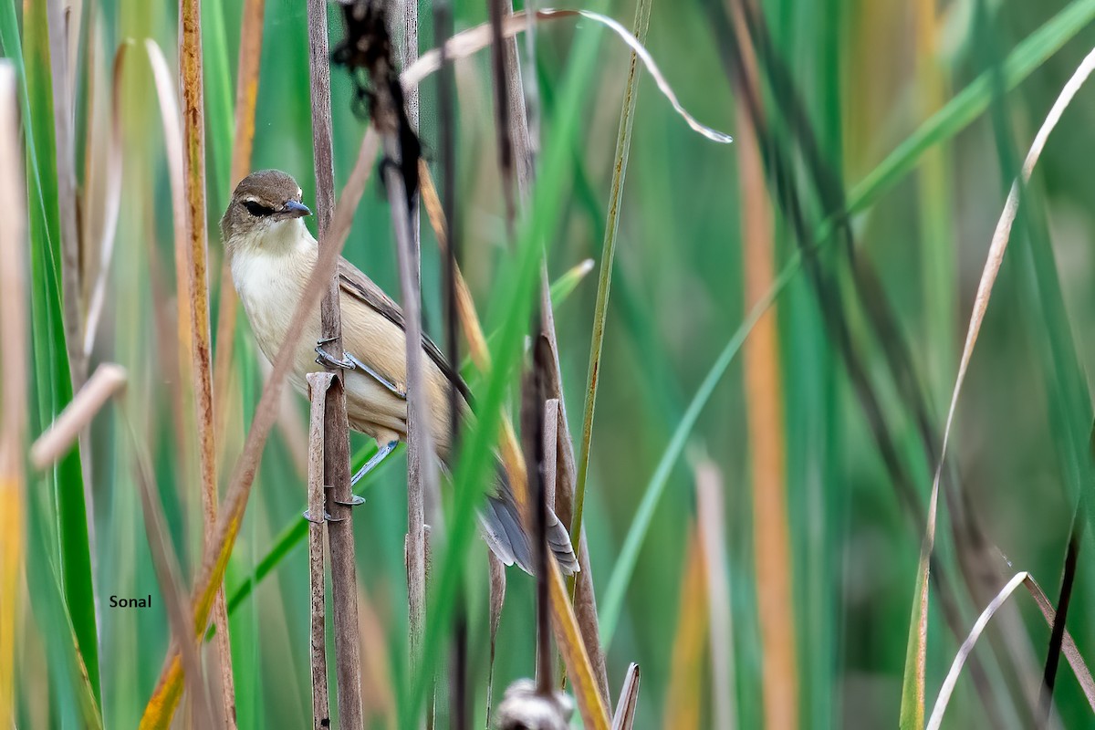 Clamorous Reed Warbler - ML625314240