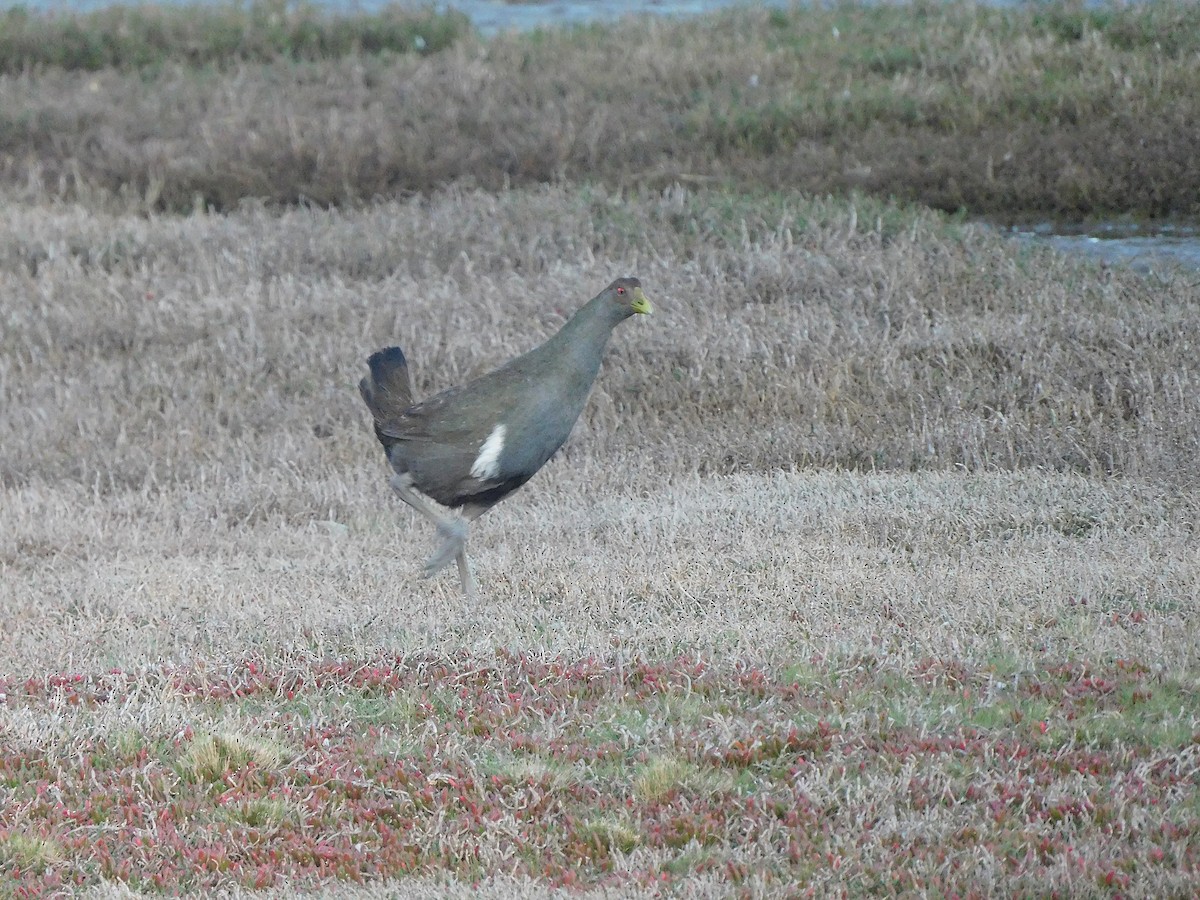 Tasmanian Nativehen - ML625314262