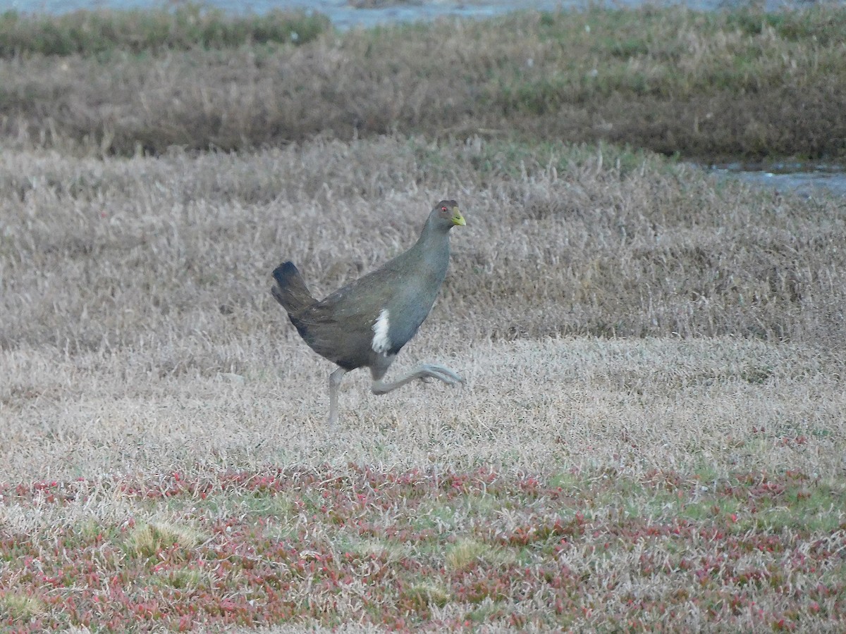 Tasmanian Nativehen - ML625314263