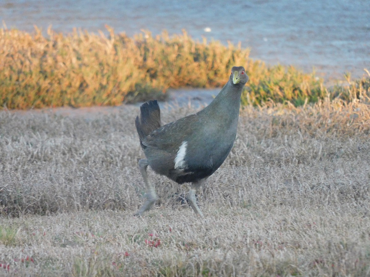 Tasmanian Nativehen - ML625314264