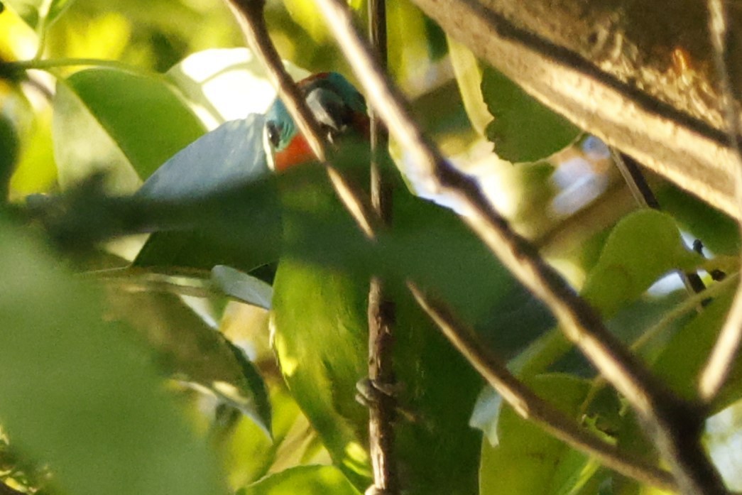 Double-eyed Fig-Parrot - ML625314311