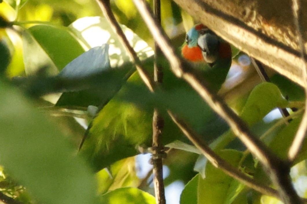 Double-eyed Fig-Parrot - ML625314312