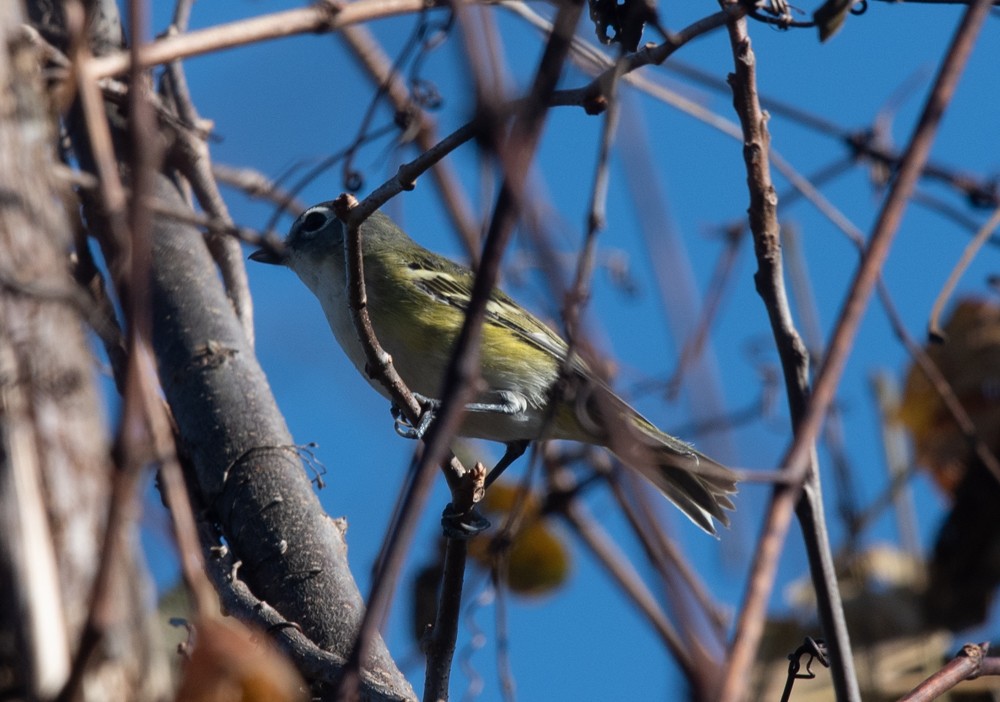 Blue-headed Vireo - Clive Harris