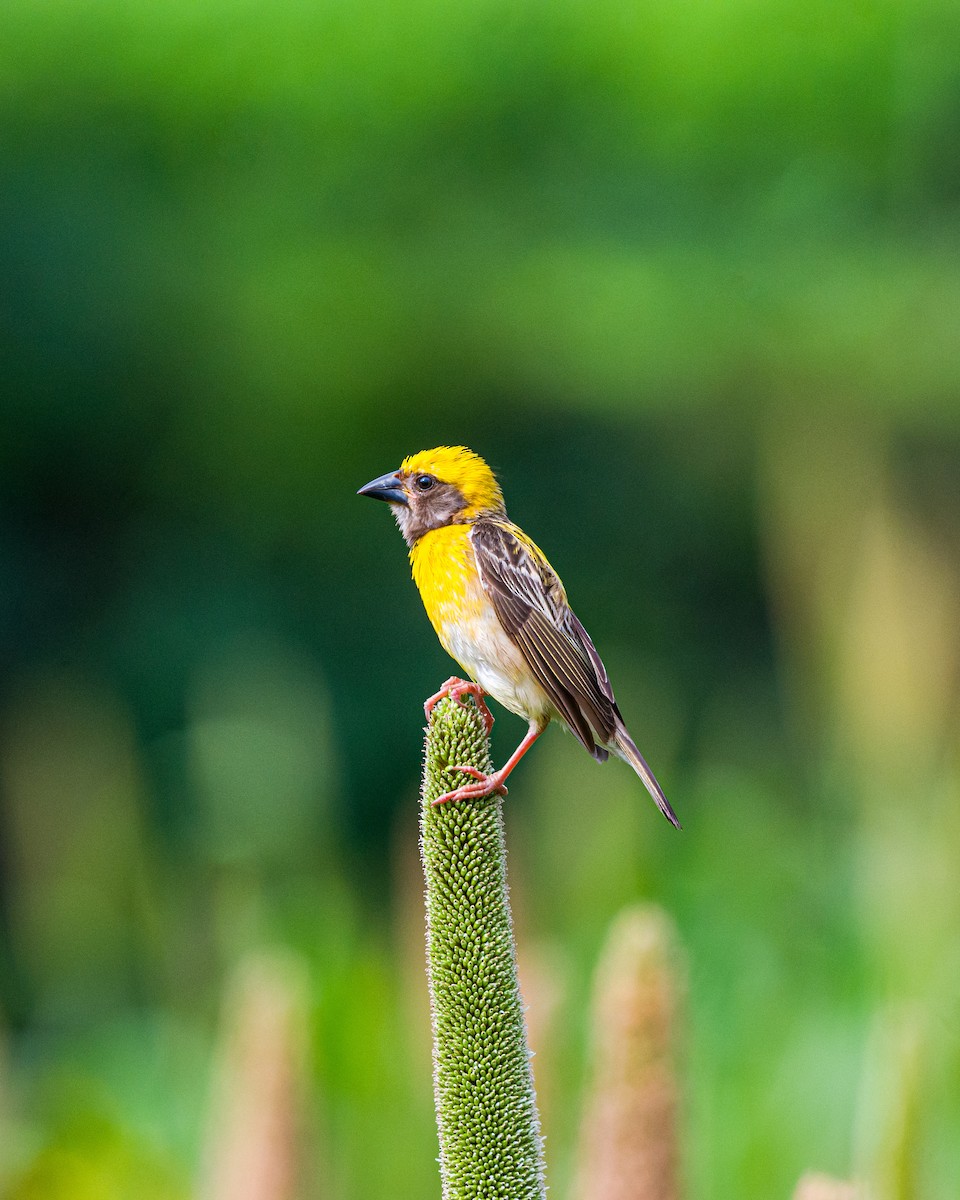 Baya Weaver - ML625314497