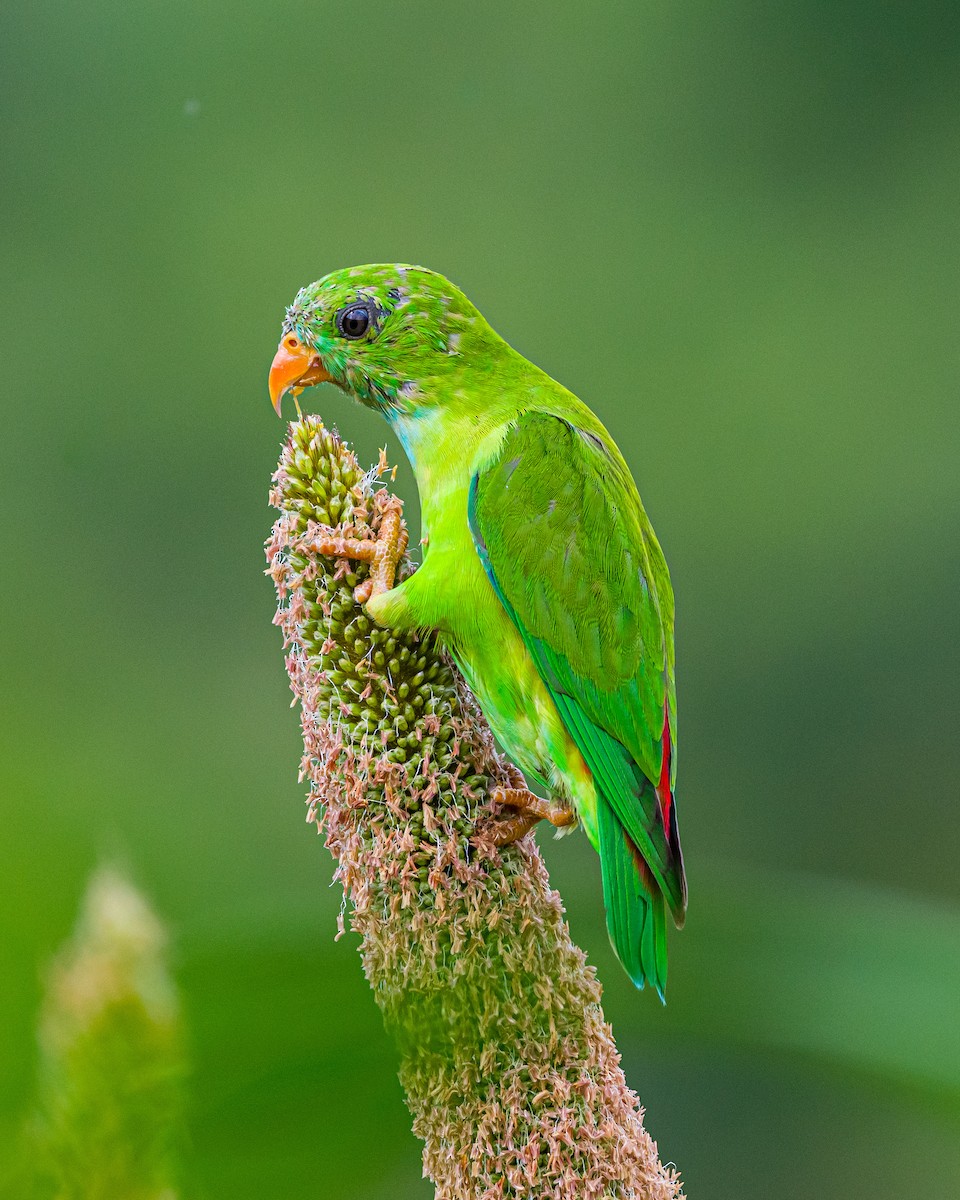 Vernal Hanging-Parrot - ML625314505